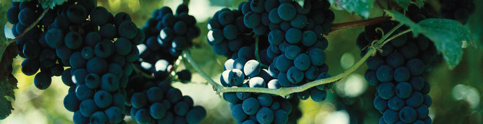 Wines and Tours - Program 2013