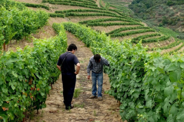 Inspecting the vines on the Douro Valley vineyard experience