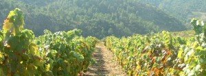 Wines and Tours - Douro Valley