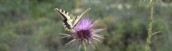 Cyprus Wine Tour - later we'll visit a local Nature Trail Butterfly