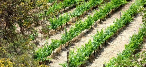 Vines