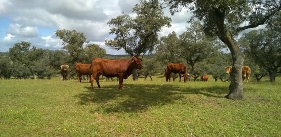 Beef cattle