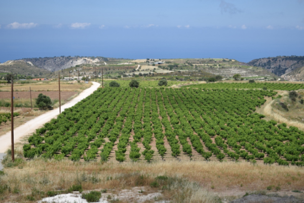 winery tour cyprus